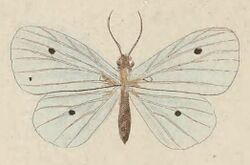 T7-10-Derxena nivea (Kirsch, 1877) (Acidalia).JPG