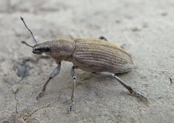 Tanymecus palliatus side.JPG