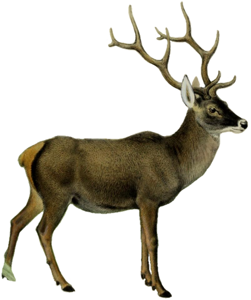 File:The deer of all lands (1898) Thorold's deer white background.png