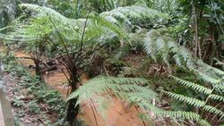 tree fern along a muddy river