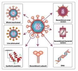 Various approaches for HIV vaccine development.jpg