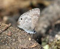 White-tipped lineblue-Prosotas noreia from Wayanad WLS by Subhash Pulikkal 02.jpg