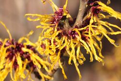 Witch Hazel.jpg