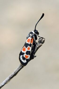 Zygaena occitanica1.jpg