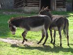 20110703 Huizingen (0007).jpg