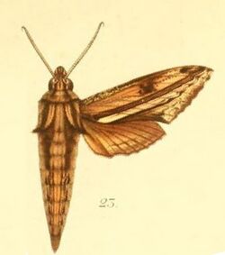 23-Centroctena rutherfordi (Druce, 1882) (Panacra saalmuelleri).JPG