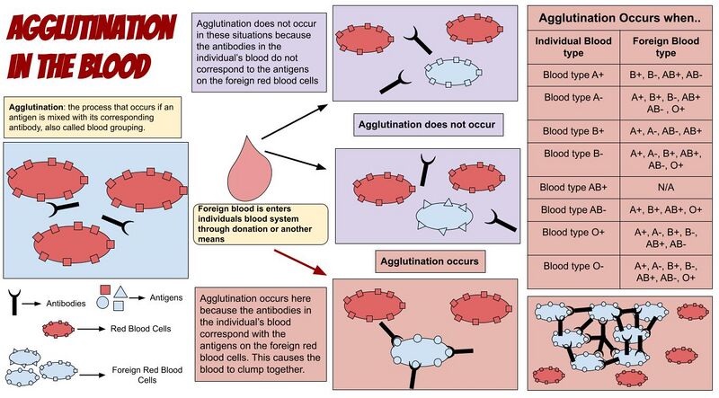 File:Agglutination in the blood.jpg