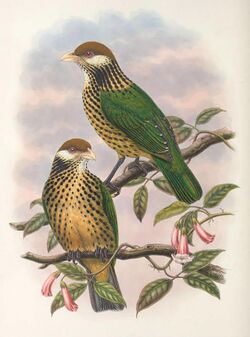 Ailuroedus geislerorum - Monograph of the Paradiseidae (cropped).jpg