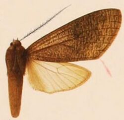 Amastus muscosa.JPG