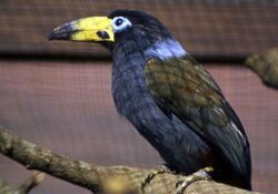 Andigena cucullata (Hooded Mountain Toucan), Vogelpark Walsrode.jpg