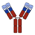 File:Antibody with CDRs.svg