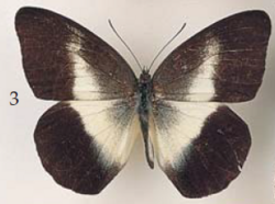 Aoa affinis Vollenhoven (female), Sulawesi (Tondano, J. J. Joicey Coll.).png