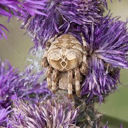 Araneus.grossus.8068.jpg