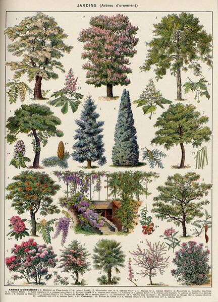 File:Arbres d'ornement-2 - ornamental trees in colour - Public domain book illustration (visual explanation, informative drawing, plate) from Larousse du XXème siècle 1932.jpg