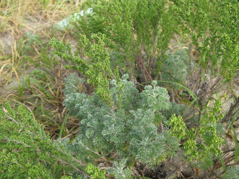 File:Artemisia capillaris 1.JPG