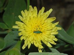 Asteraceae - Urospermum dalechampii-1.JPG