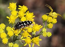 BEETLE (Acmaeodera gibbula) (9-2-10) patagonia hills, scc, az -01 (4952922724).jpg