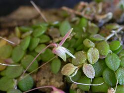 Barbosella crassifolia plant.jpg