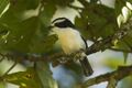 Bocage's Bushshrike.jpg