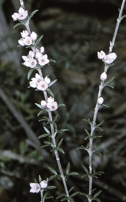 Boronia rigens.jpg