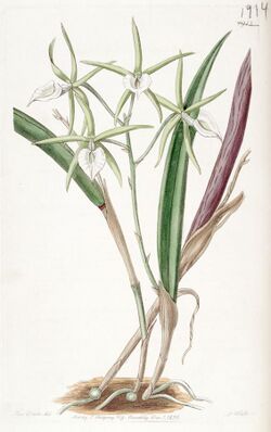 Brassavola subulifolia (as Brassavola cordata) - Edwards vol 22 pl 1913 (1836).jpg