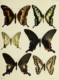 Butterflies from China, Japan, and Corea (1892) (20484559746).jpg