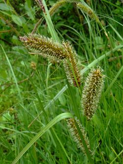 Carex aquatilis.jpg