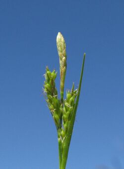 Carex breviculmis flowerhead5 NT - Flickr - Macleay Grass Man.jpg