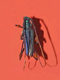 Cerambycidae - Rhopalizus nitens.jpg