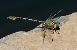 Ceratogomphus pictus.jpg