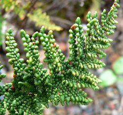 Cheilanthes clevelandii 3.jpg