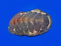 Chitonidae - Acanthopleura gemmata.jpg