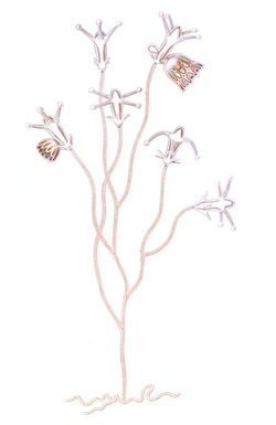 Cladonema radiatum, colony (from Allman, 1872).png