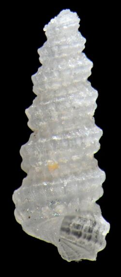 Coenaculum bangkaensis (MNHN-IM-2000-35094).jpeg