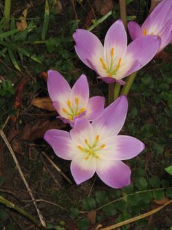 Colchicum speciosum008.jpg