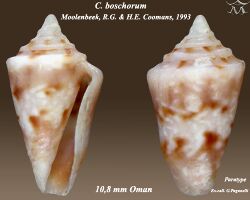 Conus boschorum 1.jpg