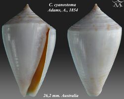 Conus cyanostoma 1.jpg