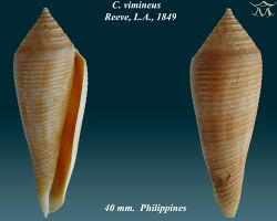 Conus vimineus 2.jpg