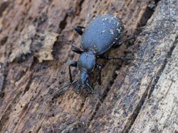 Cychrus caraboides - inat 69149198.jpg