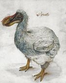 Painting of a grey dodo, captioned with the word "Dronte"