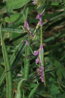 Empusa fasciata female 1.jpg