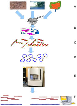 Environmental shotgun sequencing.png