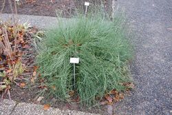 Ephedra gerardiana - Botanischer Garten, Dresden, Germany - DSC08778.JPG