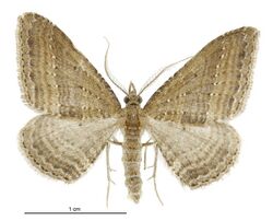 Epyaxa venipunctata male.jpg