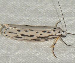 Ethmia zelleriella - Zeller's Ethmia Moth (15872162998).jpg