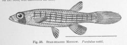 FMIB 51386 Star-Headed Minnow Fundulus nottii.jpeg