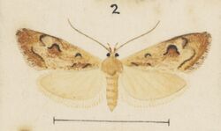 Fig 2 MA I437912 TePapa Plate-LI-The-butterflies full (cropped).jpg