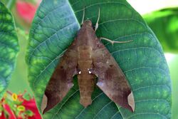 Fig sphinx moth (Pachylia ficus).JPG