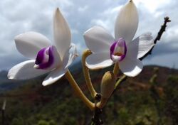 Fleurs d'Eriaxis rigida au Parc Provincial de la Rivière Bleue, en Province Sud, Nouvelle-Calédonie.jpg