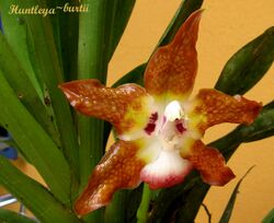 Flowering orchid - Huntleya burtii.jpg